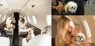 Best way to fly with your pet
